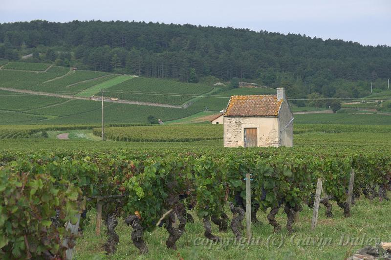 Vineyards near Beaune IMGP1735.jpg